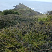 Cotoneaster